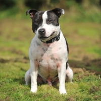 Picture of staffordshire bull terrier, black and white pied, sitting