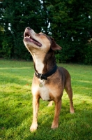 Picture of Staffordshire Bull Terrier cross Beagle posing for treat in garden