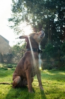 Picture of Staffordshire Bull Terrier cross Beagle posing for treat in garden