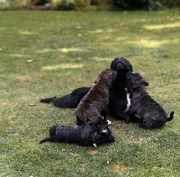 Picture of staffordshire bull terrier family, bitch, jenny, with puppies kissing and playing