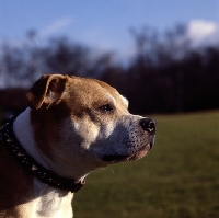 Picture of Staffordshire bull terrier head shot