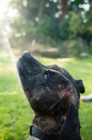 Picture of Staffordshire Bull Terrier headshot