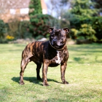 Picture of staffordshire bull terrier in the garden, charlie