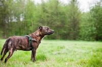 Picture of Staffordshire Bull Terrier in field