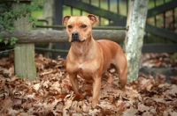 Picture of Staffordshire Bull Terrier in autumn