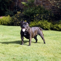 Picture of Staffordshire bull terrier in garden