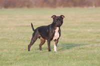 Picture of Staffordshire Bull Terrier in field
