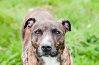Picture of Staffordshire Bull Terrier looking at camera