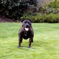 Picture of Staffordshire bull terrier looking at camera