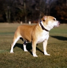 Picture of Staffordshire bull terrier looking out