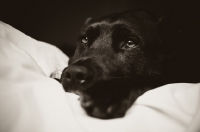 Picture of Staffordshire Bull Terrier lying on bedding