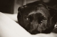 Picture of Staffordshire Bull Terrier lying down