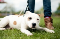 Picture of Staffordshire Bull Terrier lying near owner