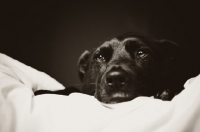 Picture of Staffordshire Bull Terrier lying on bed