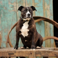 Picture of staffordshire bull terrier on a farm