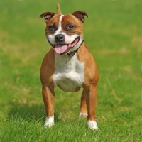 Picture of Staffordshire Bull Terrier on grass