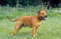 Picture of Staffordshire bull terrier on grass