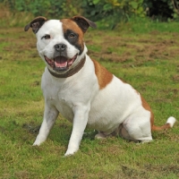 Picture of staffordshire bull terrier, pied colour sat in garden and smiling
