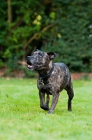 Picture of Staffordshire Bull Terrier playing and listening to owner