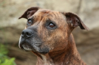 Picture of Staffordshire Bull Terrier portrait