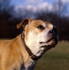 Picture of staffordshire bull terrier portrait, looking up