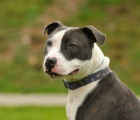 Picture of Staffordshire Bull Terrier portrait