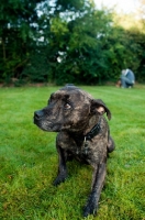 Picture of Staffordshire Bull Terrier posing in garden