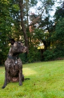 Picture of Staffordshire Bull Terrier posing in garden