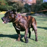 Picture of staffordshire bull terrier pulling away 
