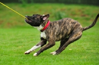Picture of Staffordshire Bull Terrier pulling