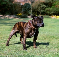 Picture of staffordshire bull terrier pulling on lead