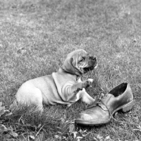 Picture of staffordshire bull terrier puppy playing with shoe lace