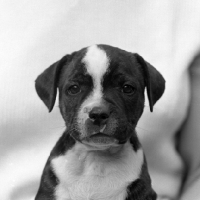 Picture of staffordshire bull terrier puppy