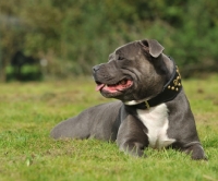 Picture of staffordshire bull terrier, relaxed lying down, blue colour