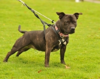 Picture of staffordshire bull terrier rescue dog pulling on harness and lead