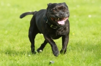 Picture of Staffordshire Bull Terrier running