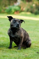 Picture of Staffordshire Bull Terrier sitting in garden