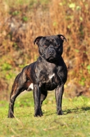 Picture of Staffordshire Bull Terrier standing proud