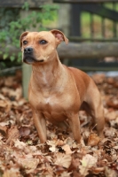 Picture of Staffordshire Bull terrier standing in leaves
