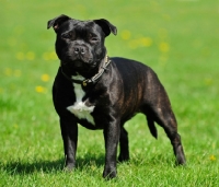 Picture of Staffordshire Bull Terrier standing on grass