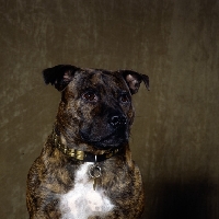 Picture of Staffordshire bull terrier with dark background