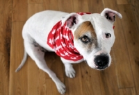 Picture of Staffordshire Bull Terrier with brown patch around his right eye, with swiss scarf around his neck