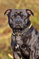 Picture of Staffordshire Bull Terrier