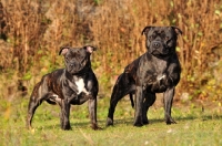 Picture of Staffordshire Bull Terrier