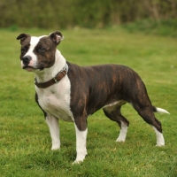 Picture of Staffordshire Bull Terrier