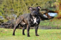 Picture of Staffordshire Bull Terrier