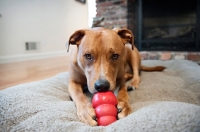 Picture of staffordshire terrier mix chewing on red kong dog toy