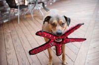 Picture of staffordshire terrier mix holding red toy in mouth