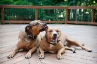 Picture of staffordshire terrier mix littermate brothers interacting