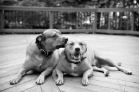 Picture of staffordshire terrier mix littermate brothers interacting
